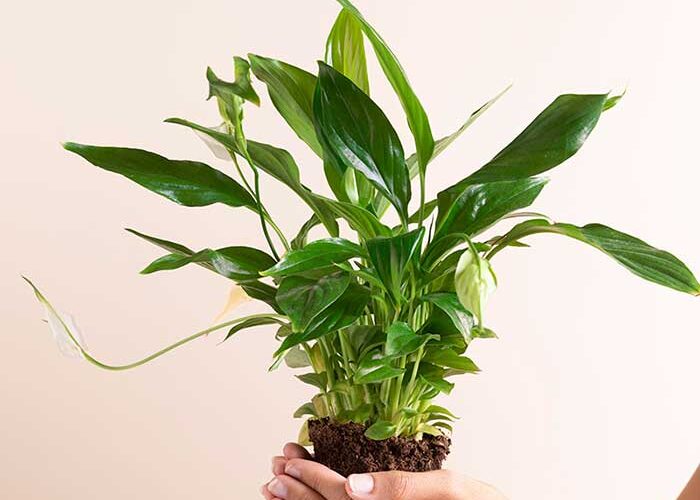 best fertilizer for Indoor plant